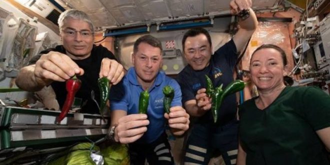Astronautas comen tacos con chiles cosechados en el espacio
