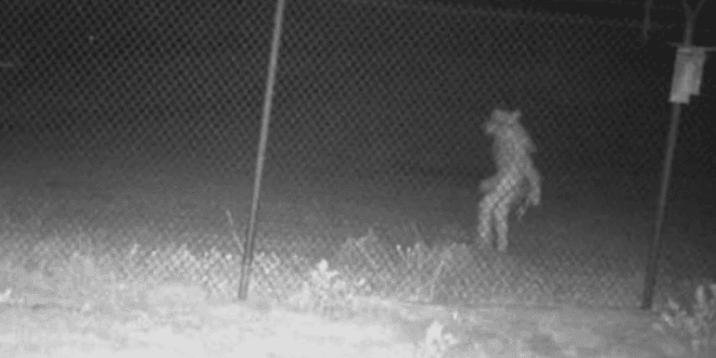 Zoológico de Texas pide ayuda para identificar una extraña criatura Zoológico de Texas pide ayuda para identificar una extraña criatura