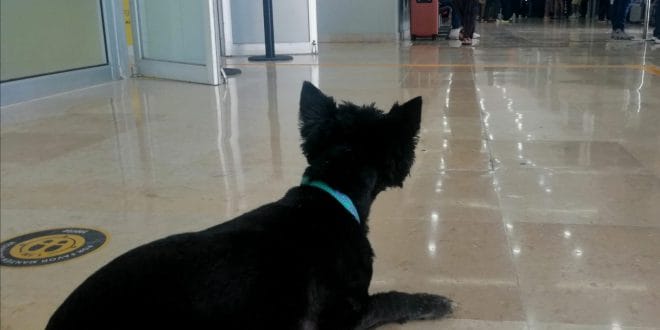 Viaja con tu mascota con AVASA y Laika Viaja con tu mascota con AVASA y Laika
