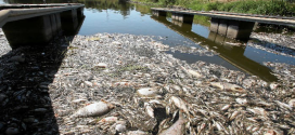 Aparecen toneladas de peces muertos en el río Oder, entre Polonia y Alemania