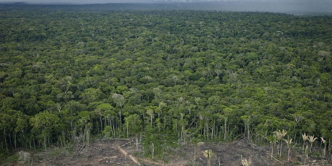 México se une a firma: 106 países pactan fin a deforestación