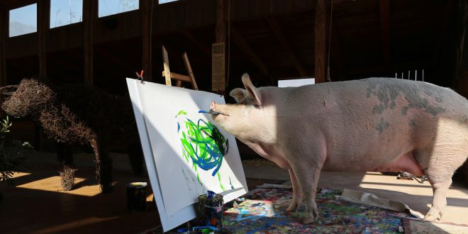 Pigcasso, una reconocida cerda pintora, se convierte en la artista animal mejor cotizada de la historia