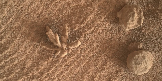 Descubre Rover Curiosity una roca en forma de flor en Marte
