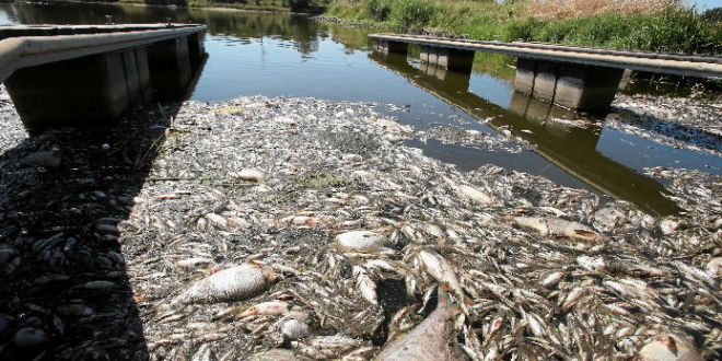 Aparecen toneladas de peces muertos en el río Oder, entre Polonia y Alemania