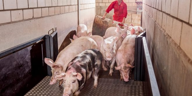 FUNDAMENTAL LA BIOSEGURIDAD PARA GARANTIZAR SEGURIDAD ALIMENTARIA DE MEXICANOS FUNDAMENTAL LA BIOSEGURIDAD PARA GARANTIZAR SEGURIDAD ALIMENTARIA DE MEXICANOS