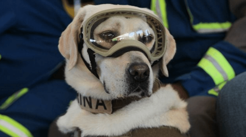 Murió Frida, la perrita rescatista y heroína de los sismos de 2017