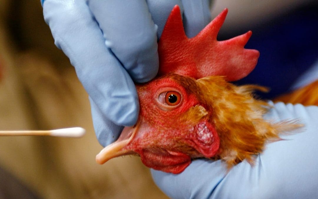 En alerta California por gripe aviar