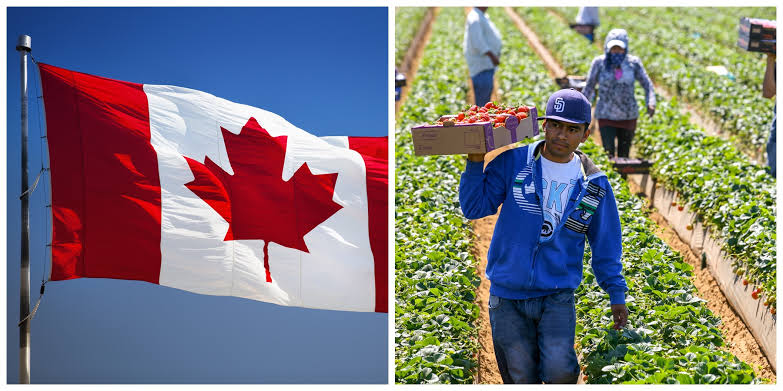 Incrementa Canadá expulsión de mexicanos