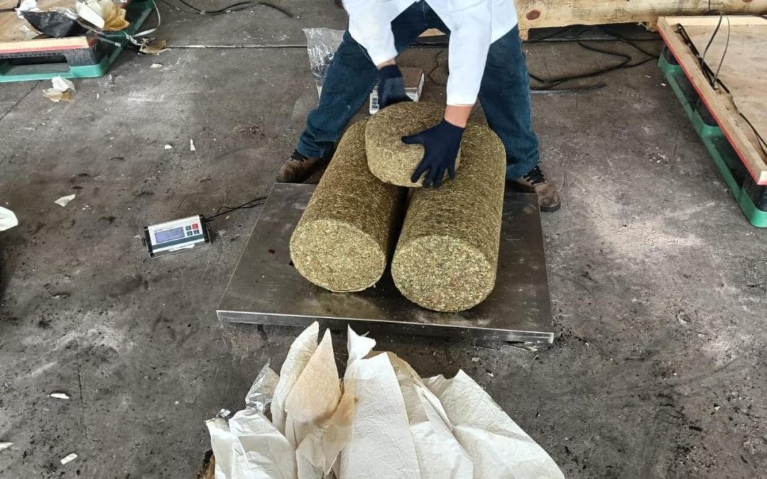 Aseguran más de media tonelada de marihuana en Veracruz