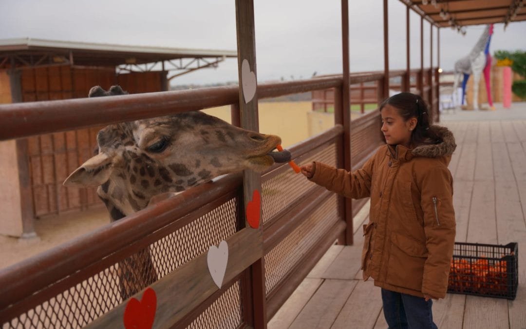 Disfrutan familias de San Valentín en zoológico