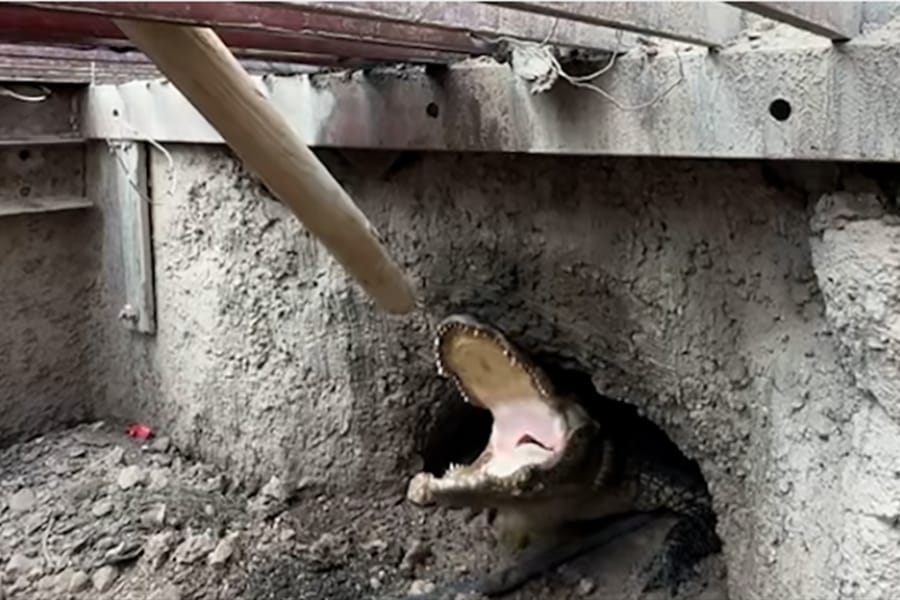 Sorprende caimán en drenaje de Weslaco; lo bautizan como “Stormy”