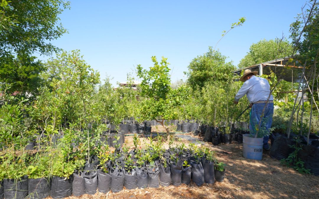 Impulsa Nuevo Laredo jardines polinizadores para rescatar el ecosistema urbano