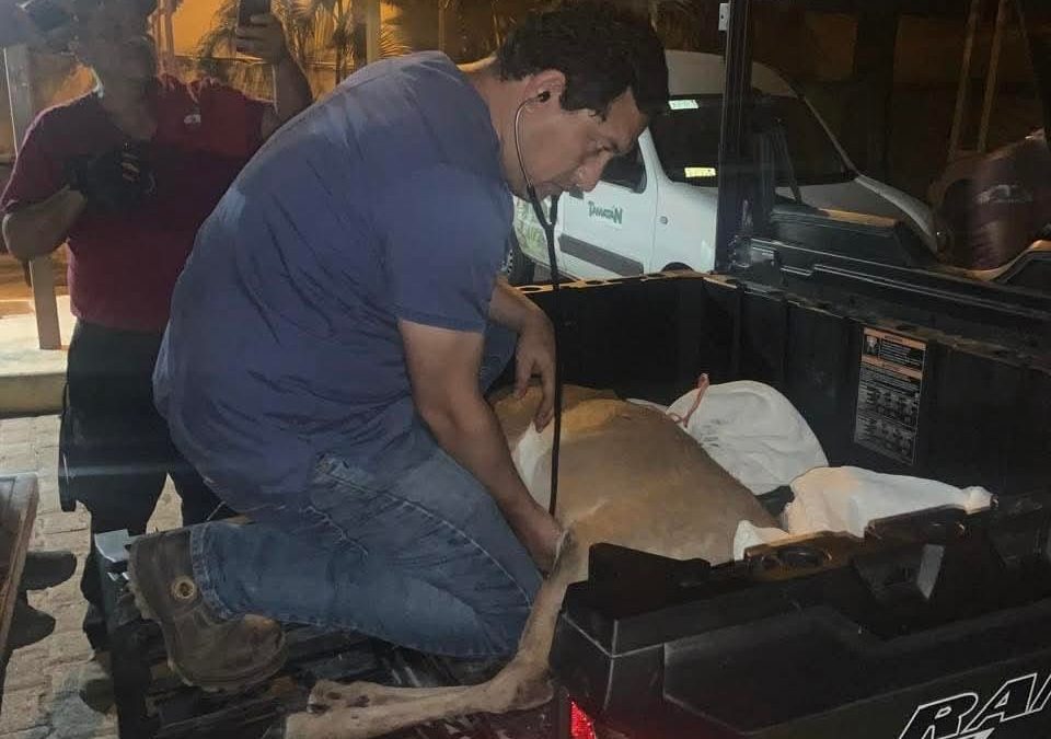 Capturan venado en calles de Ciudad Victoria