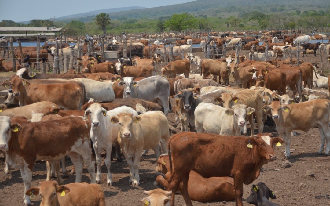 Fortalece Tamaulipas medidas sanitarias contra el gusano barrenador