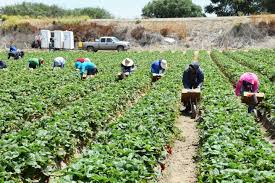 Promueve Trump pase temporal para inmigrantes en agricultura y hotelería