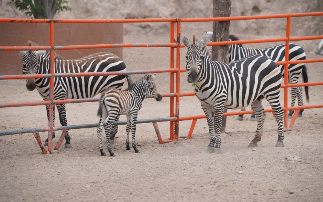 Celebra Zoológico de Nuevo Laredo nacimiento de cría de cebra en buen estado de salud
