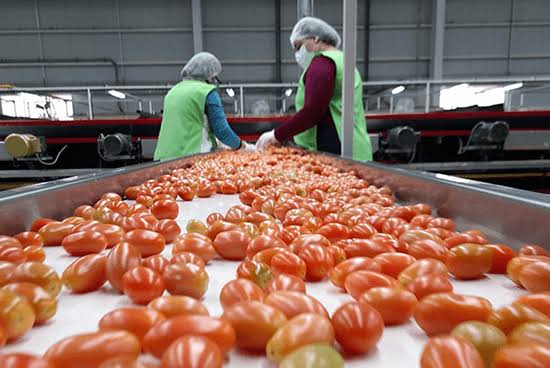 Impone EE.UU. arancel del diecisiete por ciento al tomate mexicano tras ruptura de acuerdo