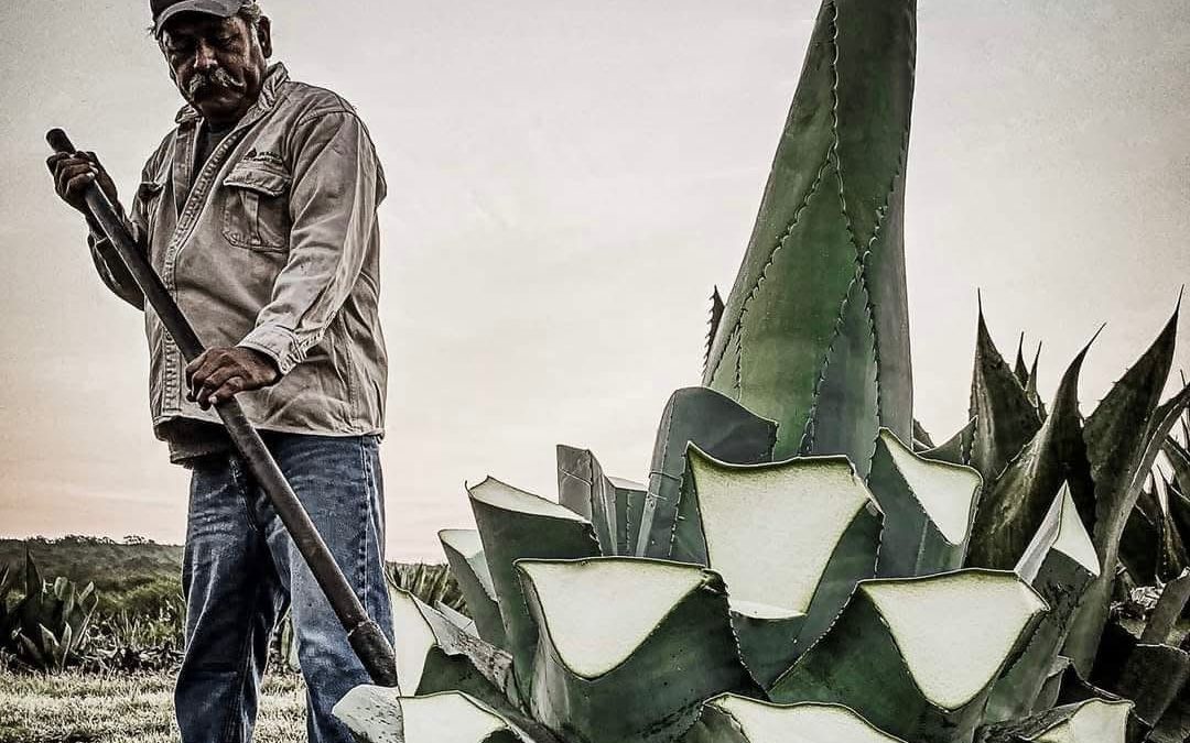 Al ritmo de picota, invitan a disfrutar los atractivos de San Carlos: Sectur