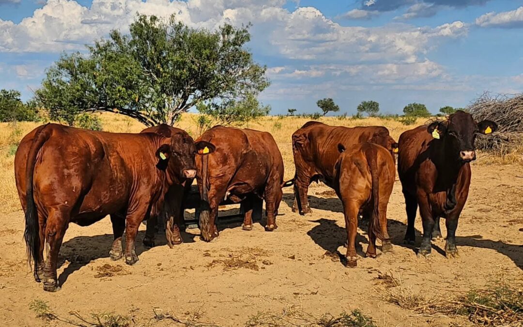 Enfrentan retos ganaderos