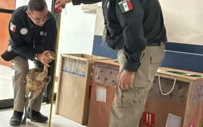 Aseguran en Reynosa tres avestruces transportados en cajas por paquetería aérea