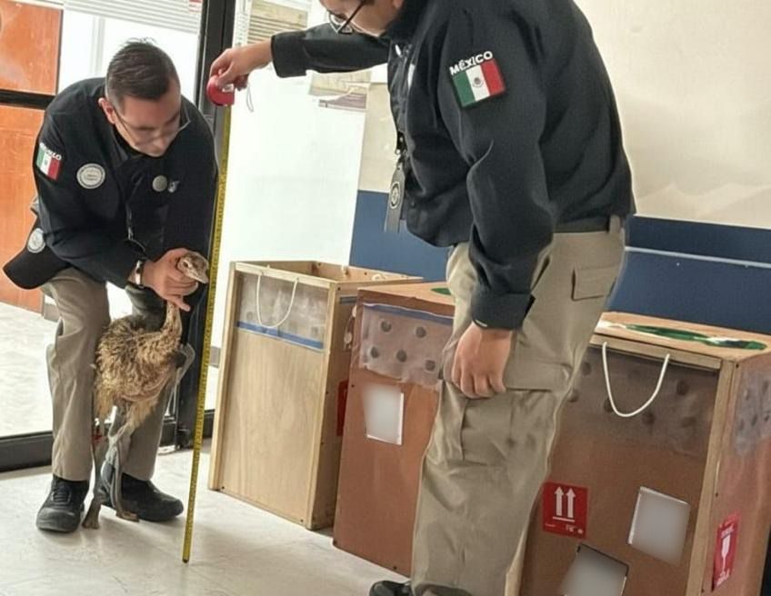 Aseguran en Reynosa tres avestruces transportados en cajas por paquetería aérea