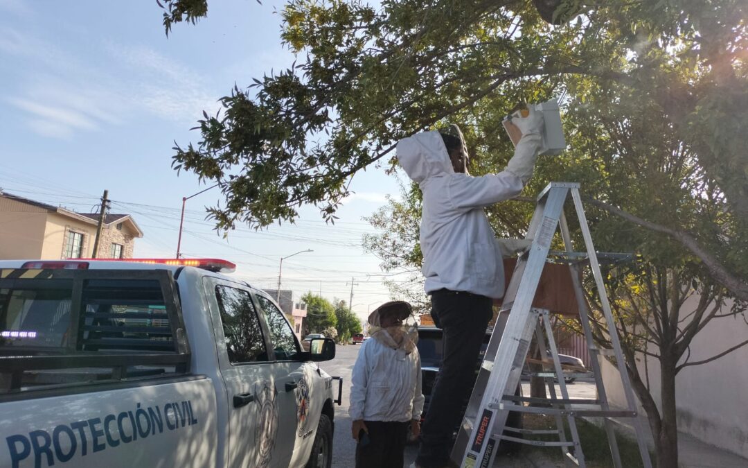 Reubican panal de abejas en colonia Los Frenos; buscan proteger a vecinos y colmena