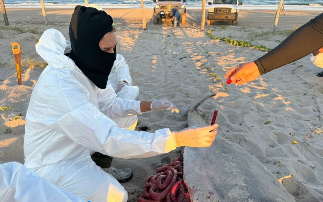 Aparecen restos del Starship y delfines muertos en Tamaulipas