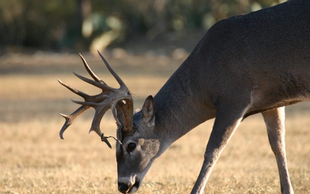 Advierten clubes de caza sobre riesgos por reforma a la Ley de Armas
