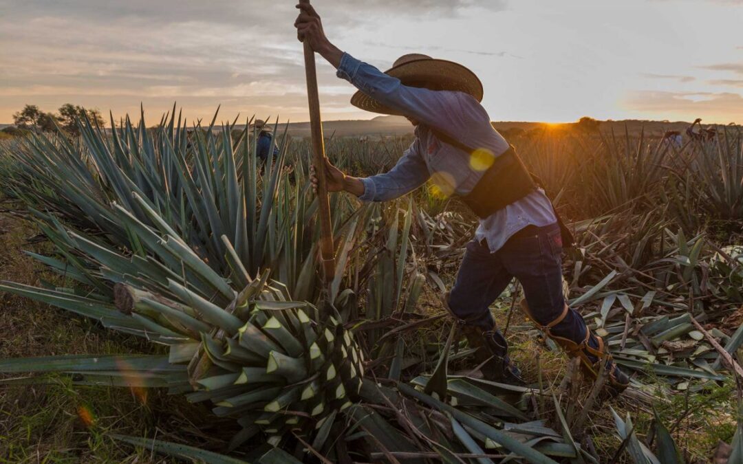Anuncia gobernador Américo Villarreal fondo para impulsar mezcal tamaulipeco
