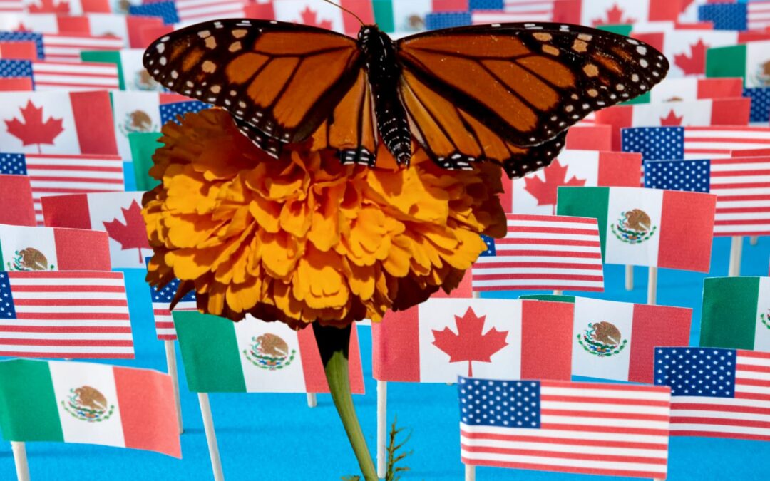 Impulsa Tamaulipas unión con Estados Unidos y Canadá en ruta de la mariposa monarca