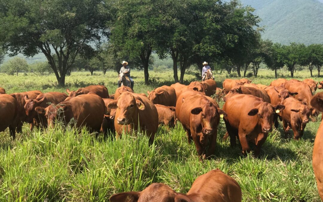 Apuesta Tamaulipas a la ganadería con inversión millonaria