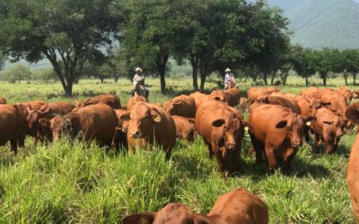 Apuesta Tamaulipas a la ganadería con inversión millonaria