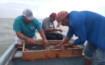Consolida Tamaulipas su producción de ostión con apoyo técnico continuo