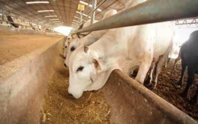 Refuerza Veracruz el cerco sanitario contra el gusano barrenador