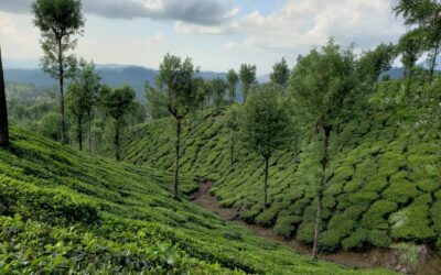 Redefine India Arte de Viajar Entre Plantaciones de Té