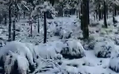 Se Registra Primera Nevada de la Temporada en Cofre de Perote