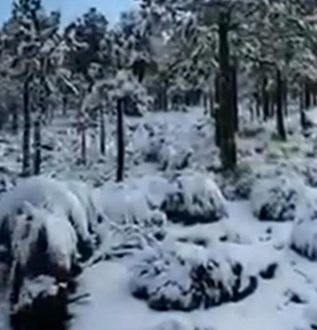 Se Registra Primera Nevada de la Temporada en Cofre de Perote