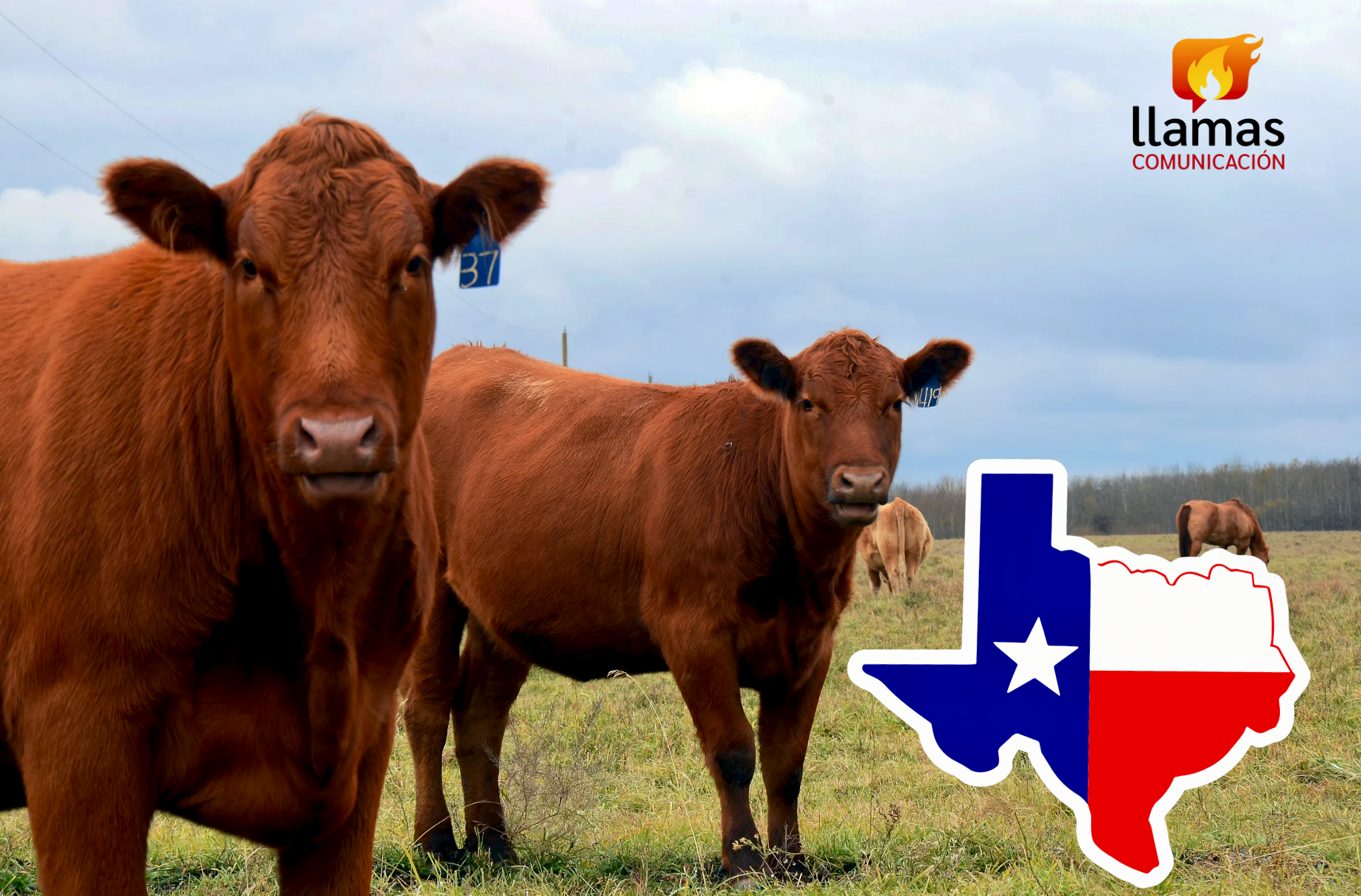 Llamas Comunicación Ganado