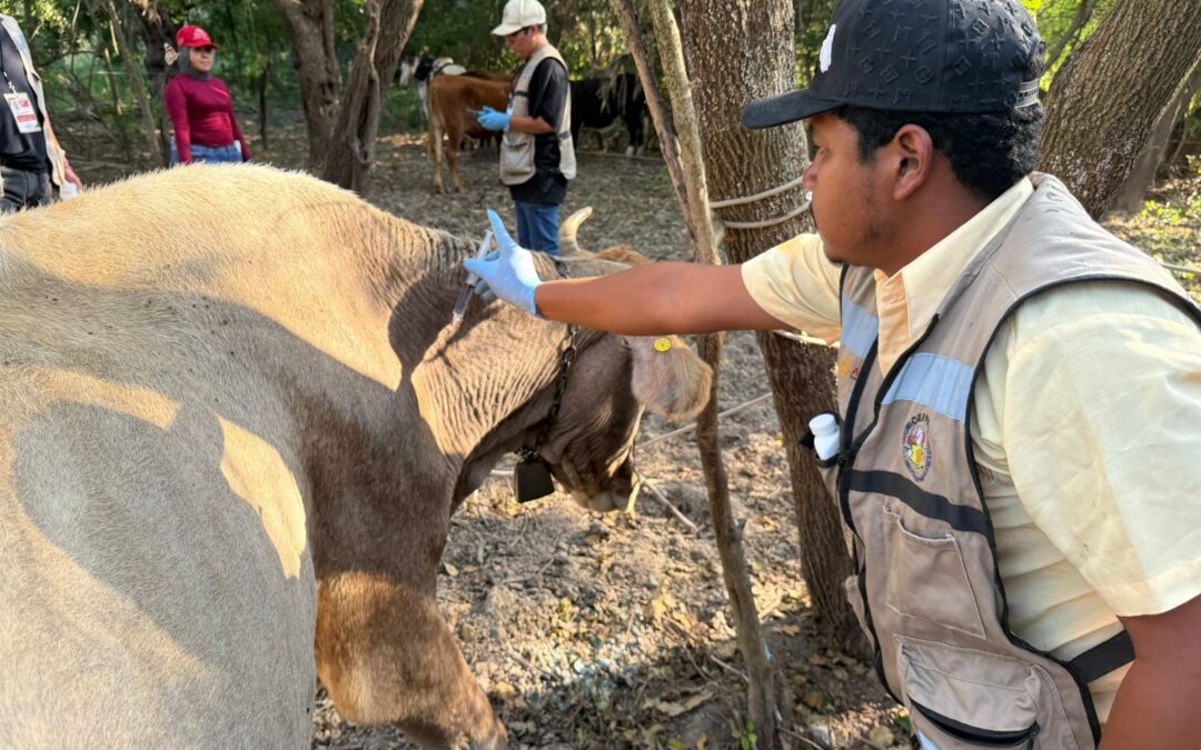Acción Inmediata Ante Gusano Barrenador en Tamaulipas