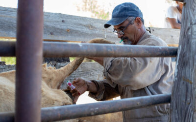 Invita Gobierno de Nuevo Laredo a Ganaderos a Aprovechar Programa de Sanidad Animal