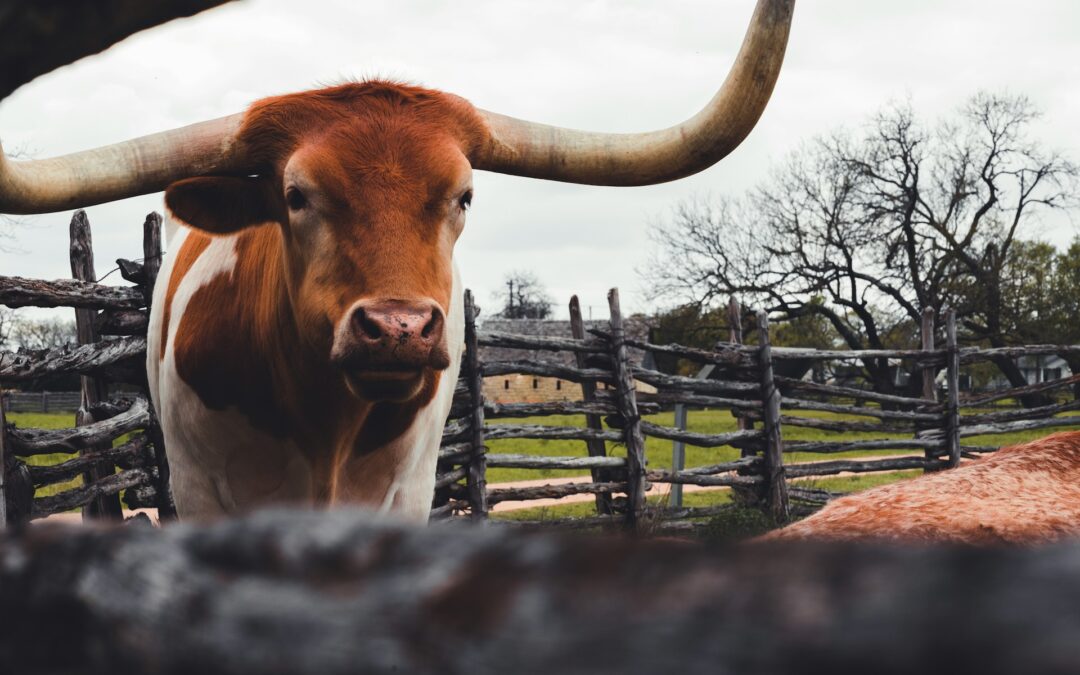 Declara Texas Desastre por Efectos de Gusano Barrenador