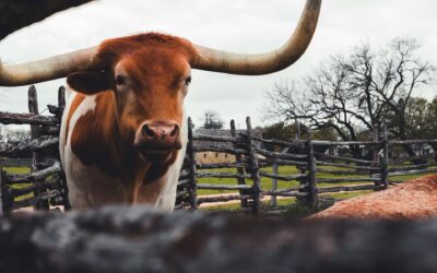 Declara Texas Desastre por Efectos de Gusano Barrenador