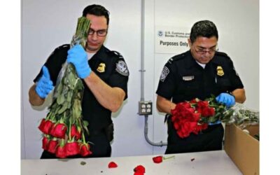 Endurece CBP Inspecciones Florales Rumbo a San Valentín