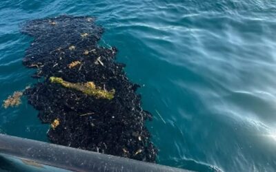 Denuncian Pescadores Afectaciones por Derrame de Petróleo en Veracruz