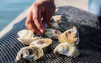 Analizan acciones para fortalecer venta de ostión en municipios costeros