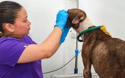 Fomenta Gobierno de Carlos Peña Ortiz respeto y protección de los animales