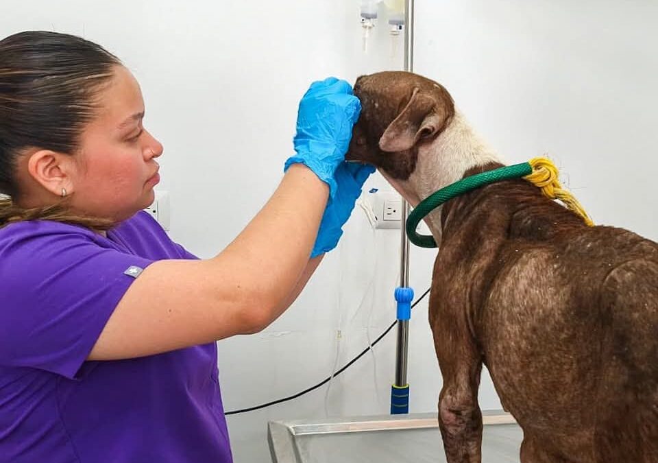 Fomenta Gobierno de Carlos Peña Ortiz respeto y protección de los animales