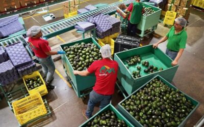 Busca Michoacán Restablecer Exportación de Aguacate