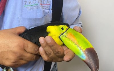 Aseguran Tucanes Enviados por Paquetería en Aeropuerto de Chihuahua