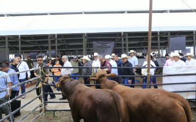 En Tamaulipas se han Destinado 545 MDP en Apoyos al Sector Ganadero: Américo